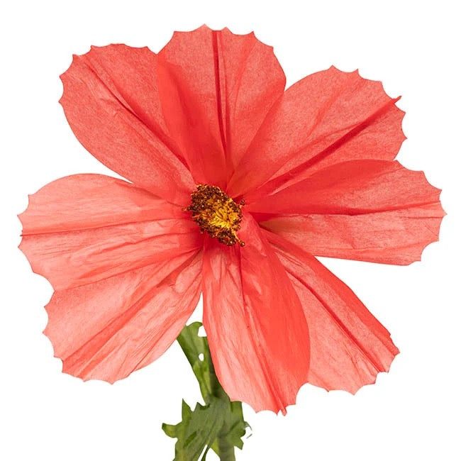 Giant Paper Cosmos Flower Set 2 (160cmH)