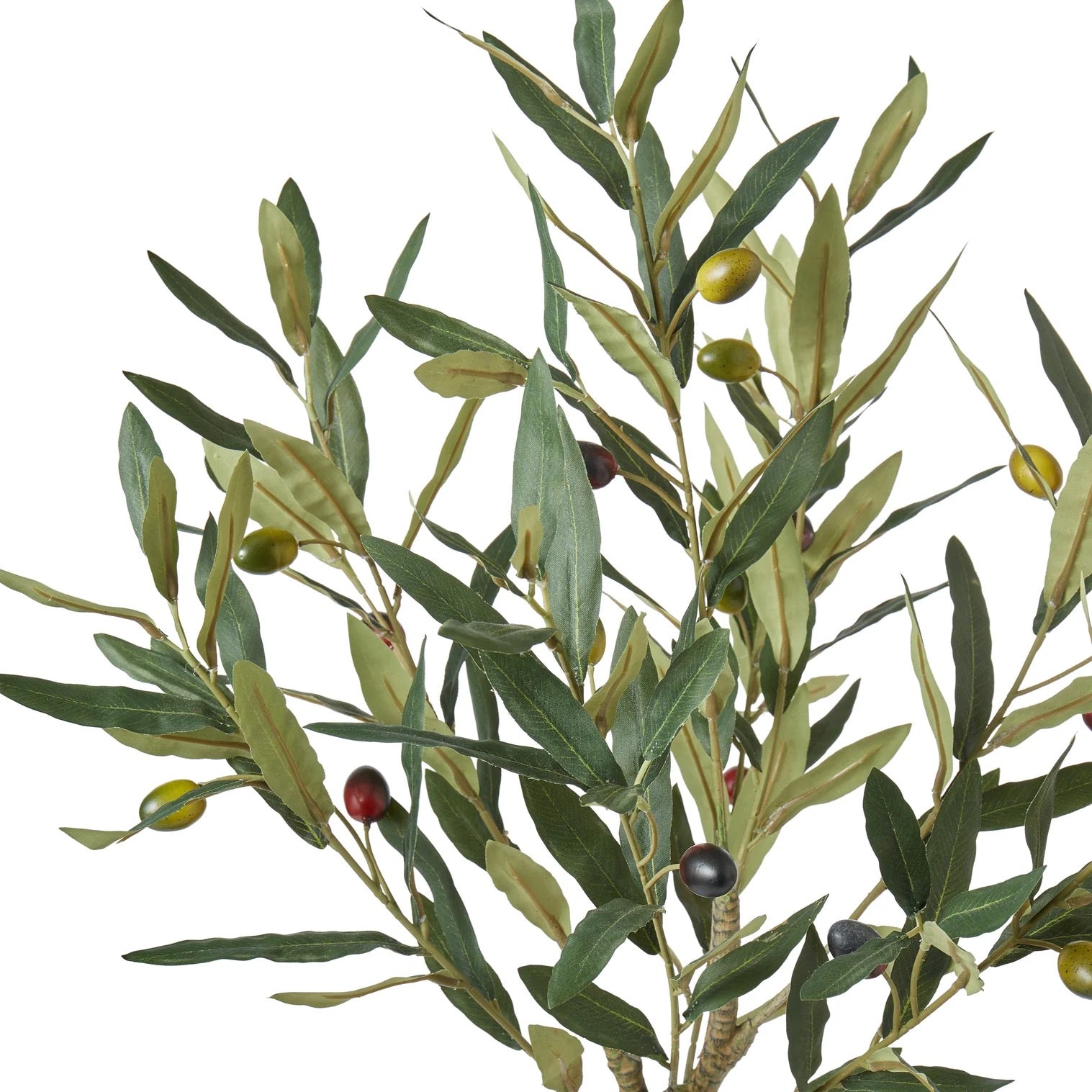 Rogue Olive Tree Green