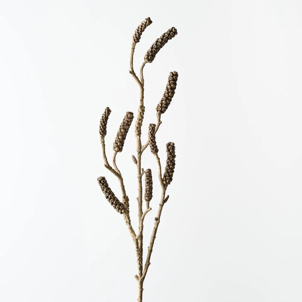 Bottlebrush Pod Spray