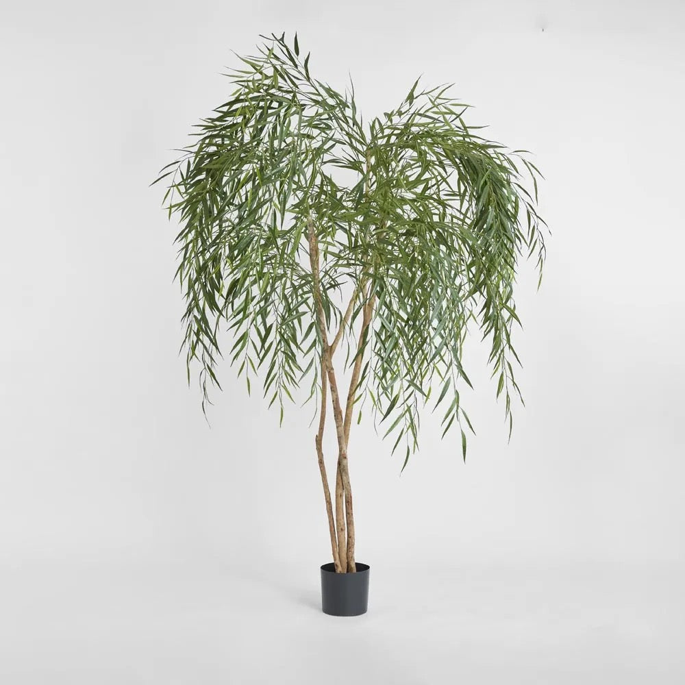Willow Tree 1.8m