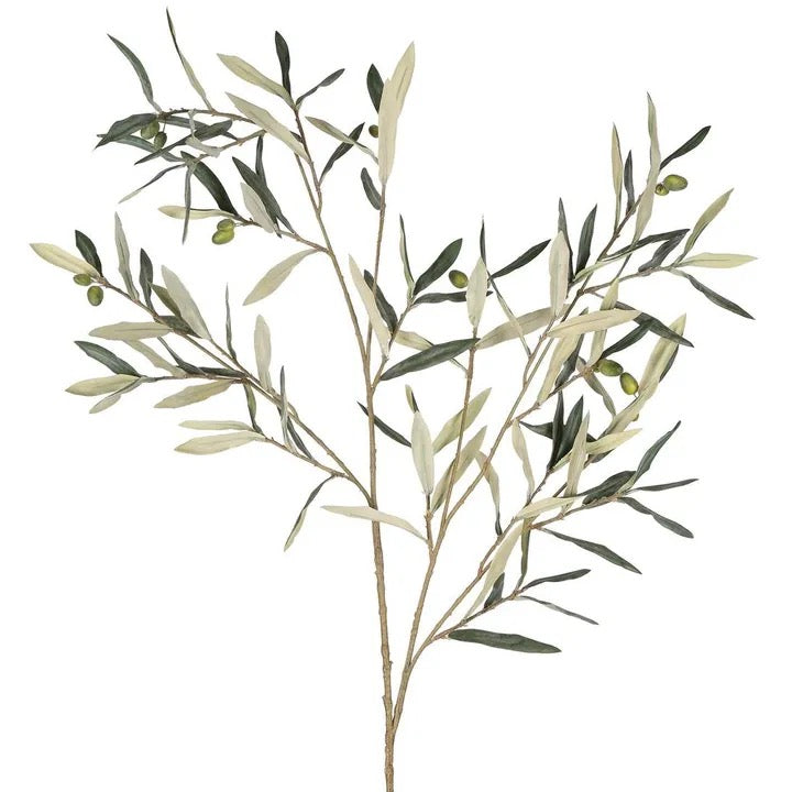 OLIVE LEAF BRANCH