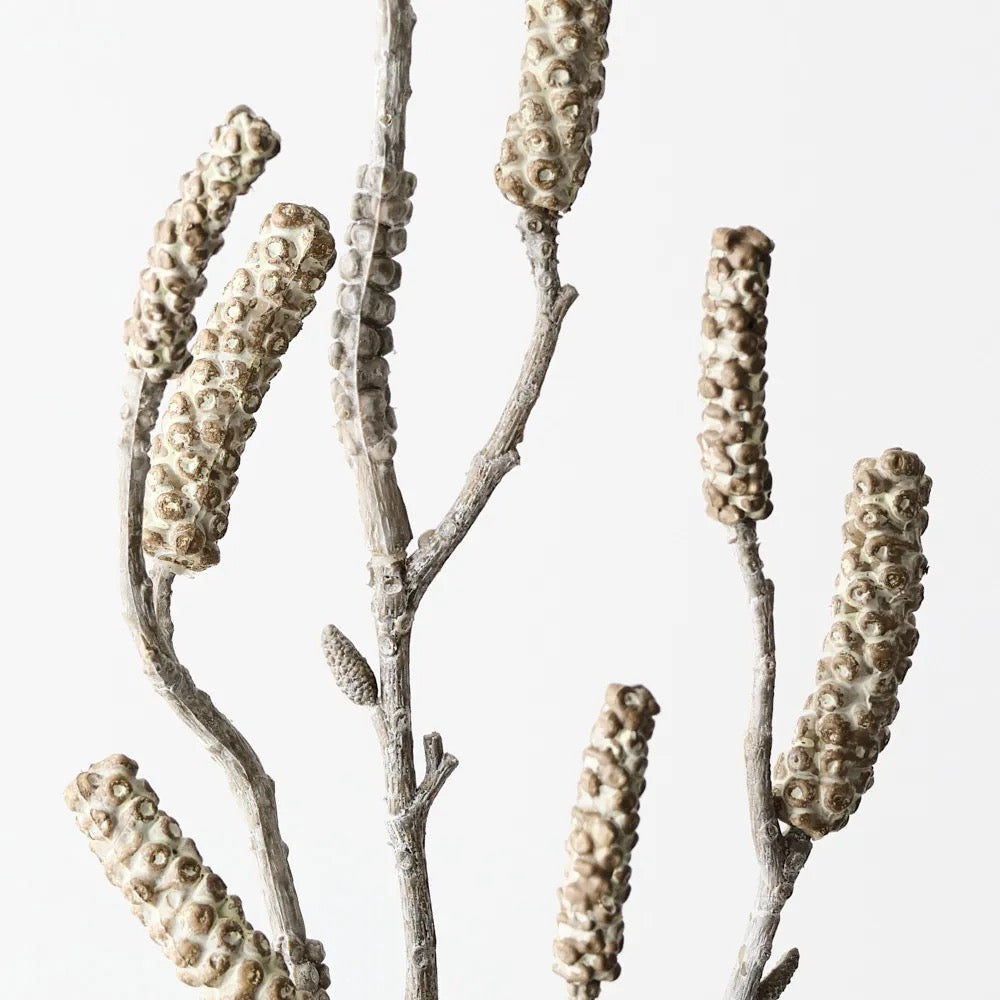 Bottlebrush Pod Spray