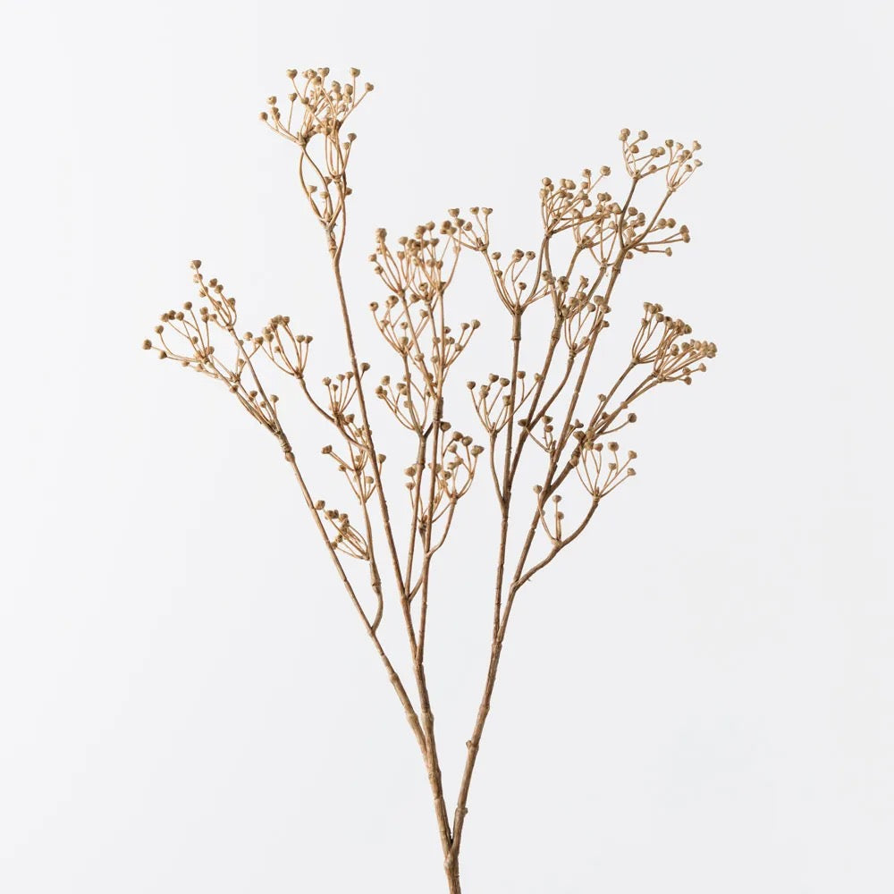 Talinum Seed Spray