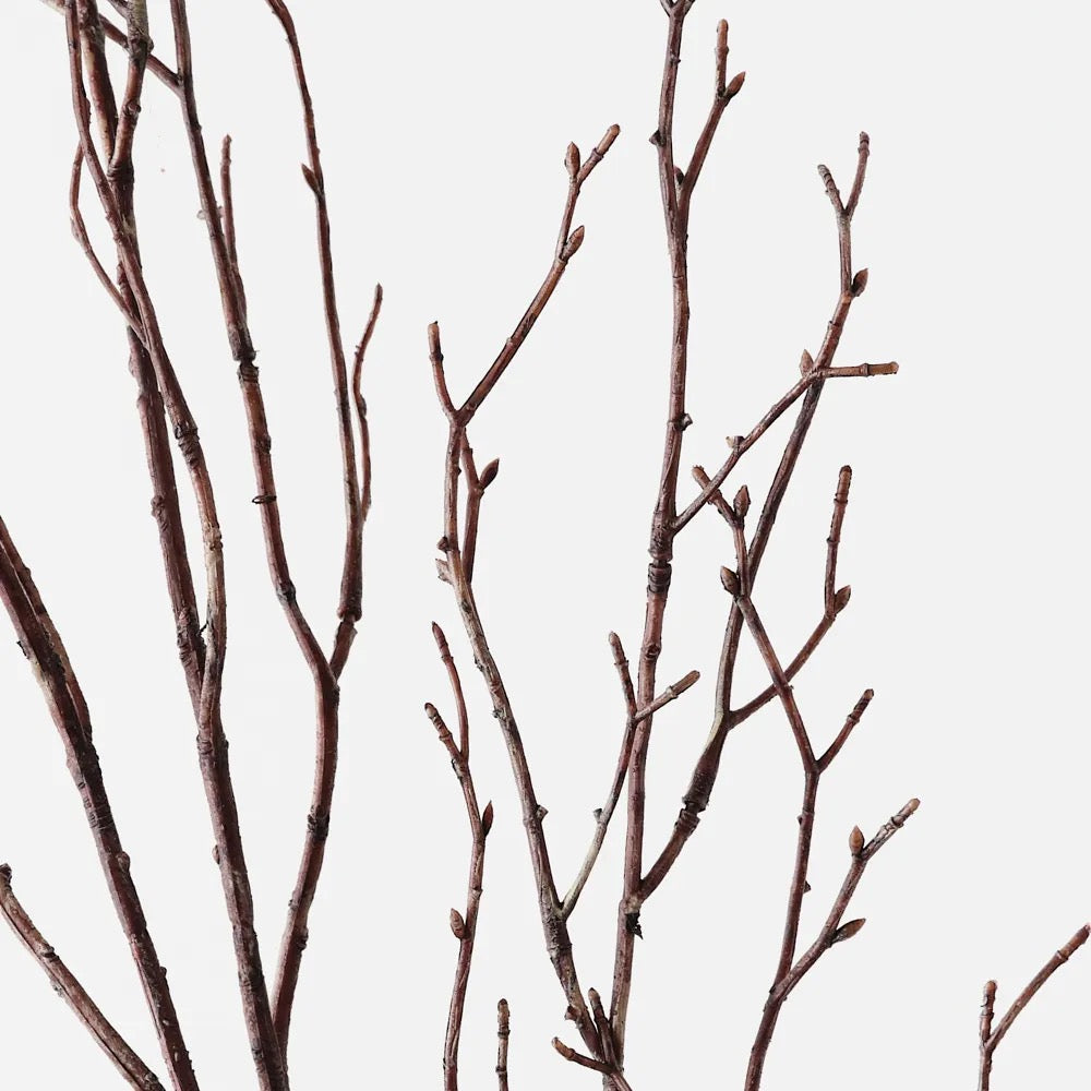 Cottonwood Twig Spray