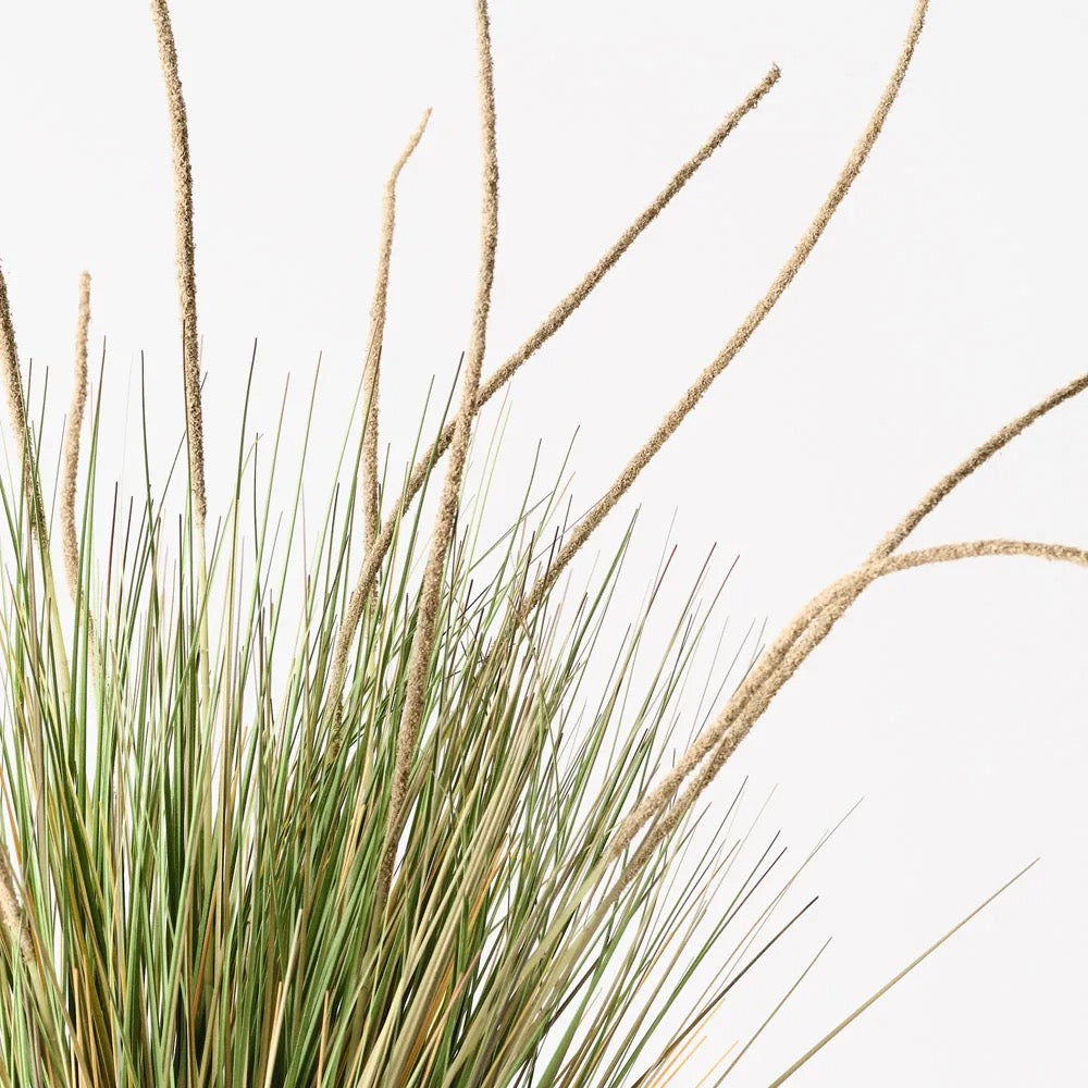 Cattail Grass Plant