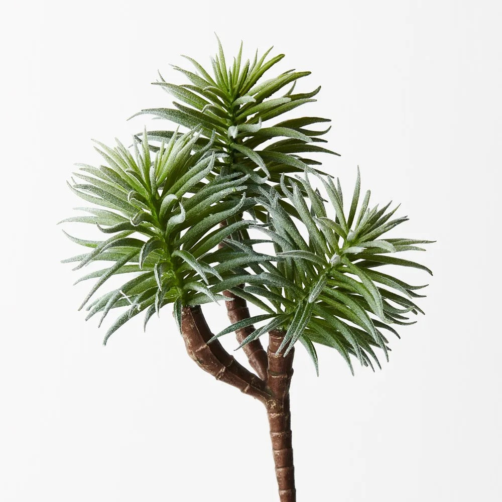 Senecio plant
