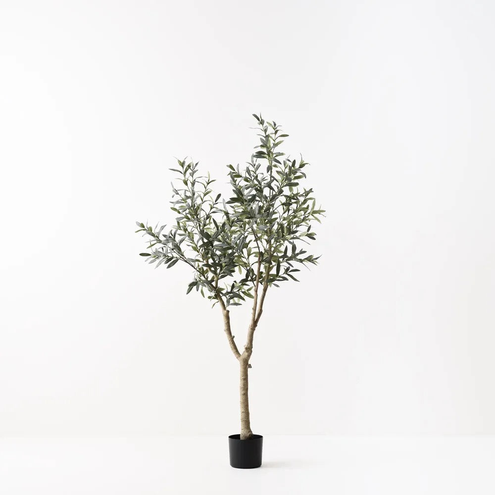Olive Tree