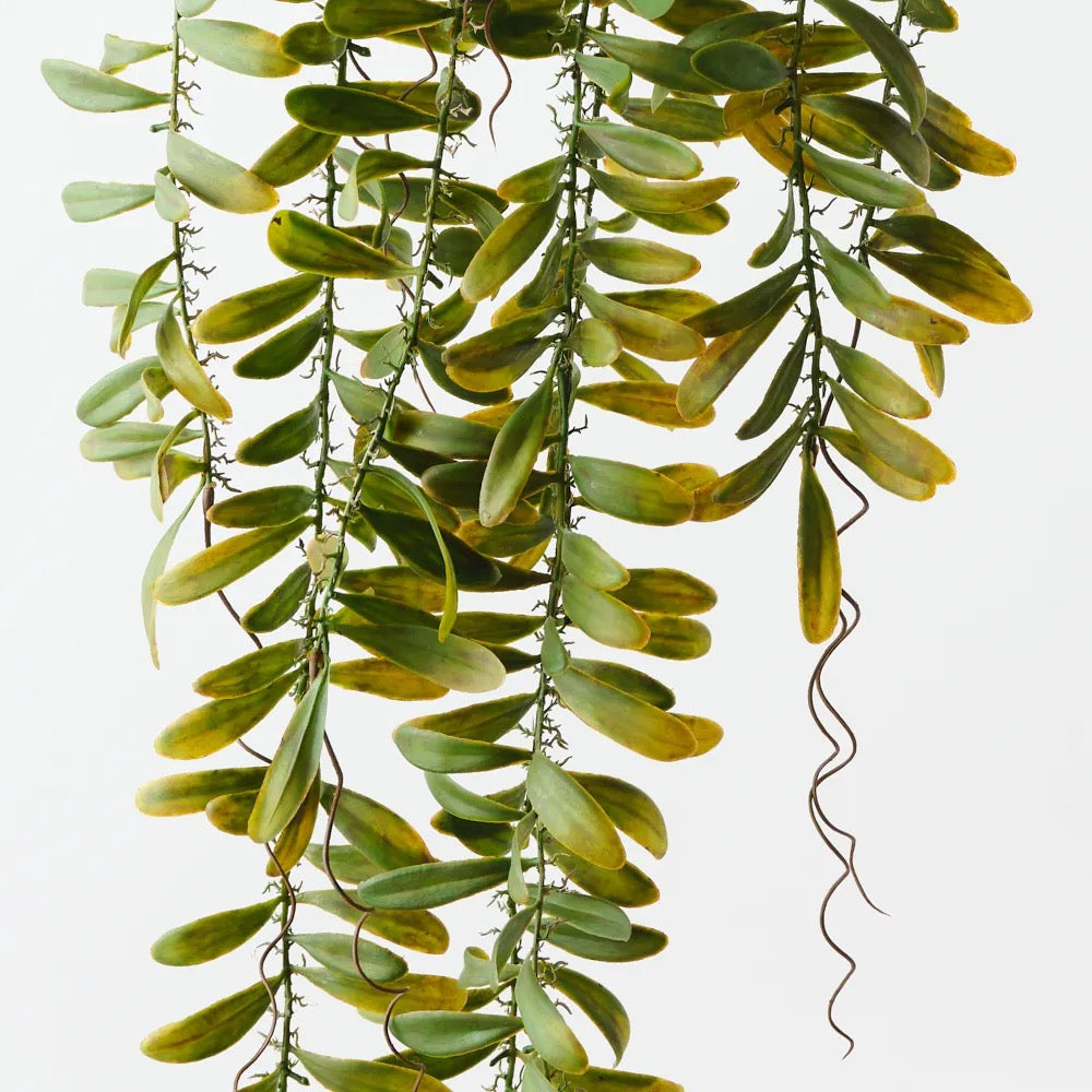 Acacia Leaf Hanging Bush