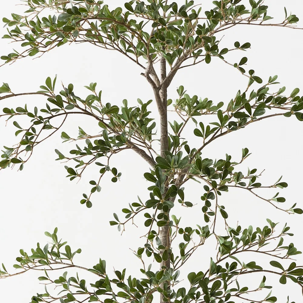 Black Olive Tree
