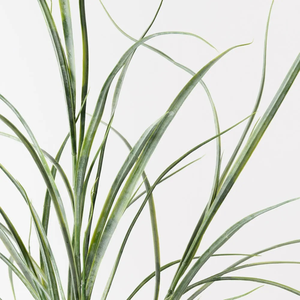 Grass Plant