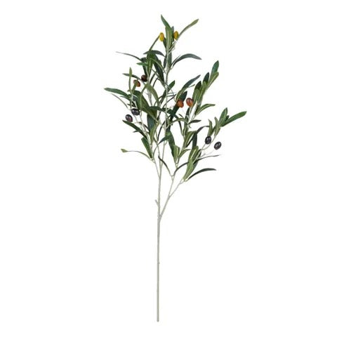 OLIVE STEM WITH FRUIT