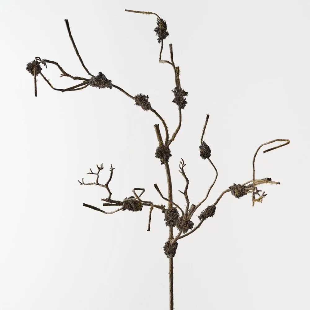 Twig Moss Branch