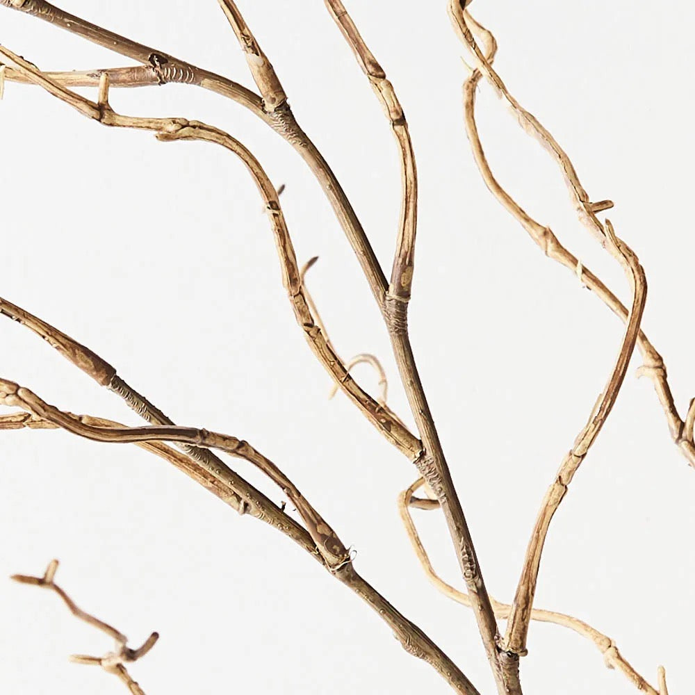 Twig Curly Willow Spray