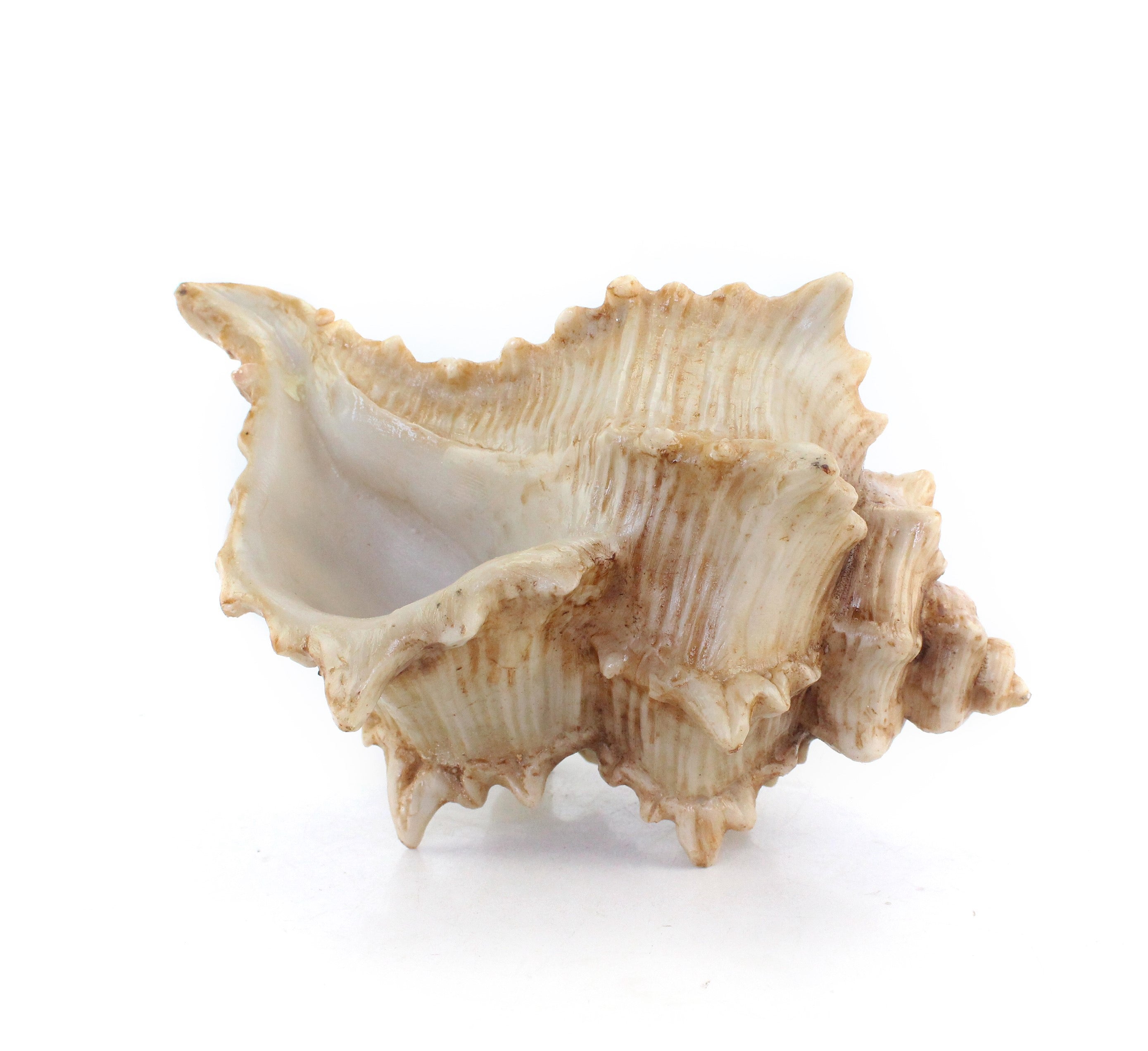 Resin Frog Horn Shell