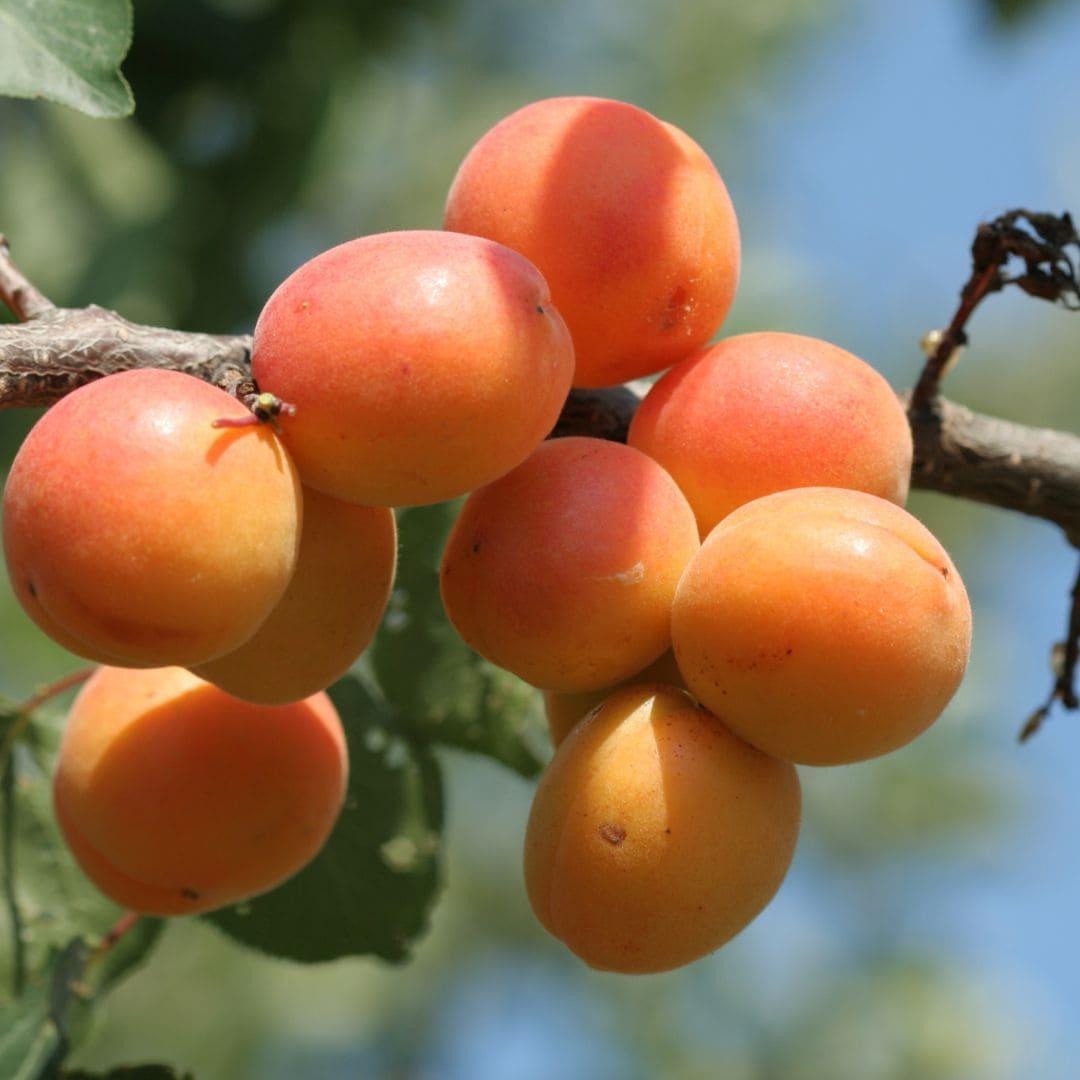 WOO Apricot Oil – The Ultimate Hydrating Oil for Skin, Hair, and Body