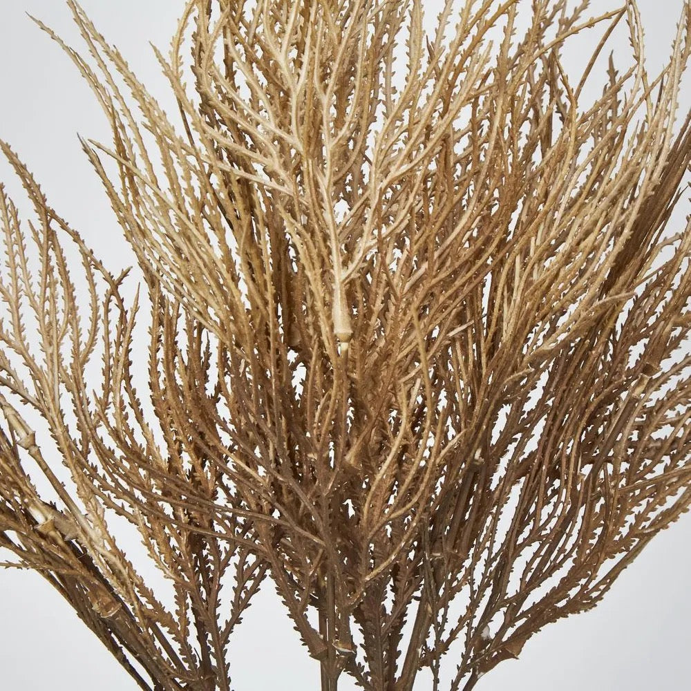 PAMPAS GRASS SEED SPRAY BROWN