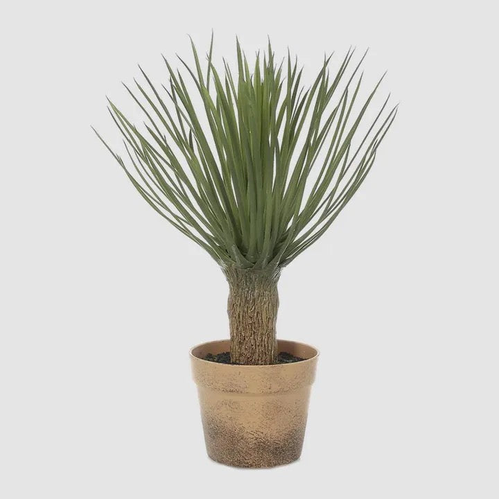 Yucca 50cm