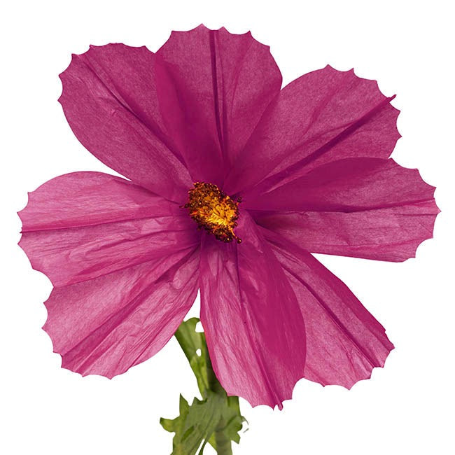 Giant Paper Cosmos Flower Set 2 (160cmH)