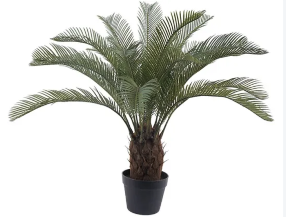 CYCAS ARTIFICAL