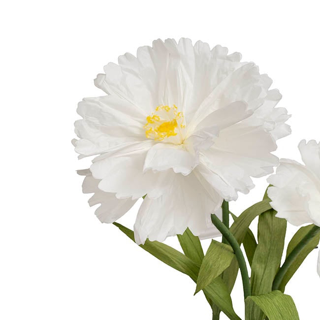 Giant Paper Flower Cosmos w Base Set 3 White (130cmH)