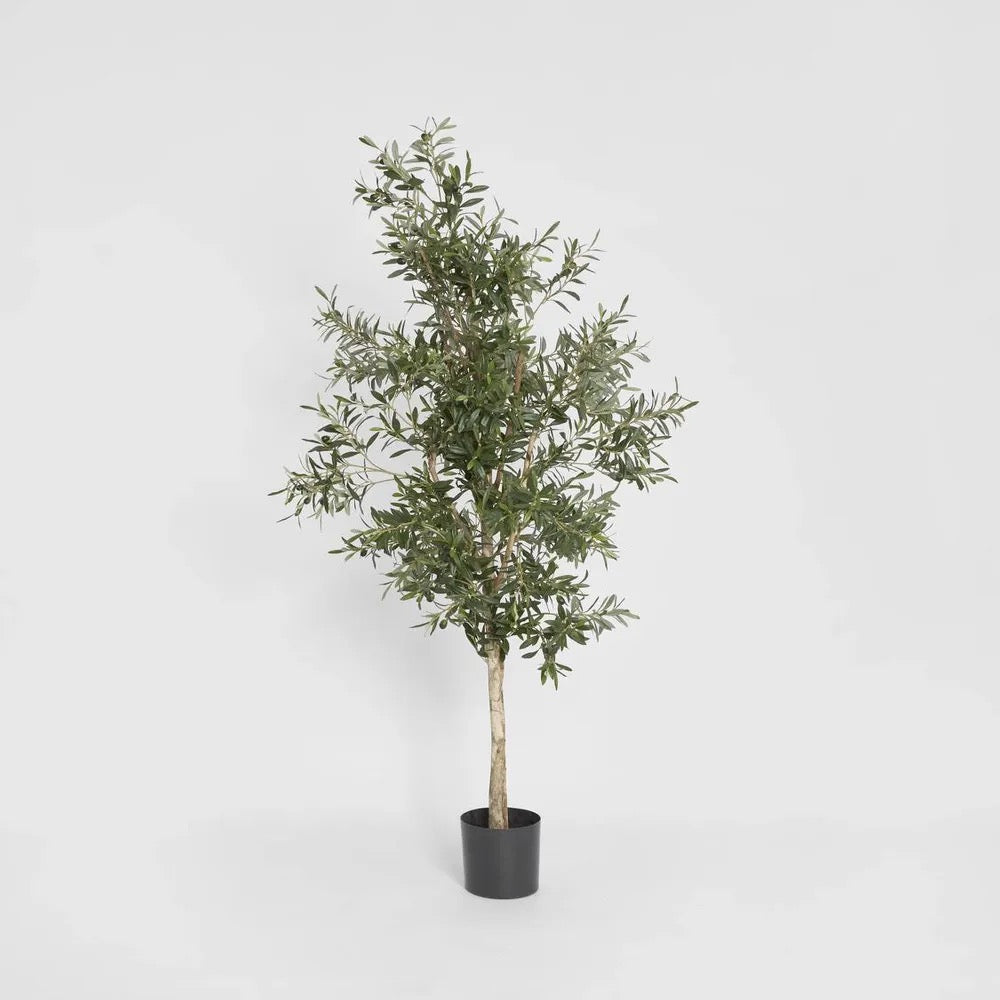 Olive Tree 1.7m