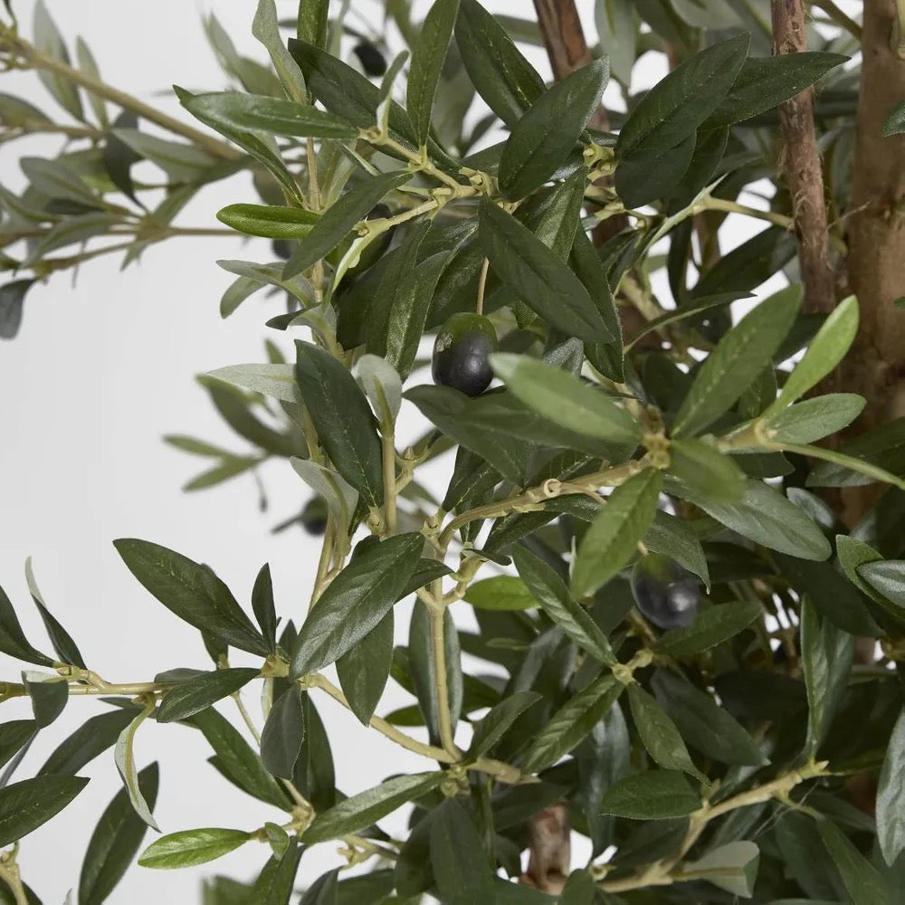 Olive Tree 1.7m