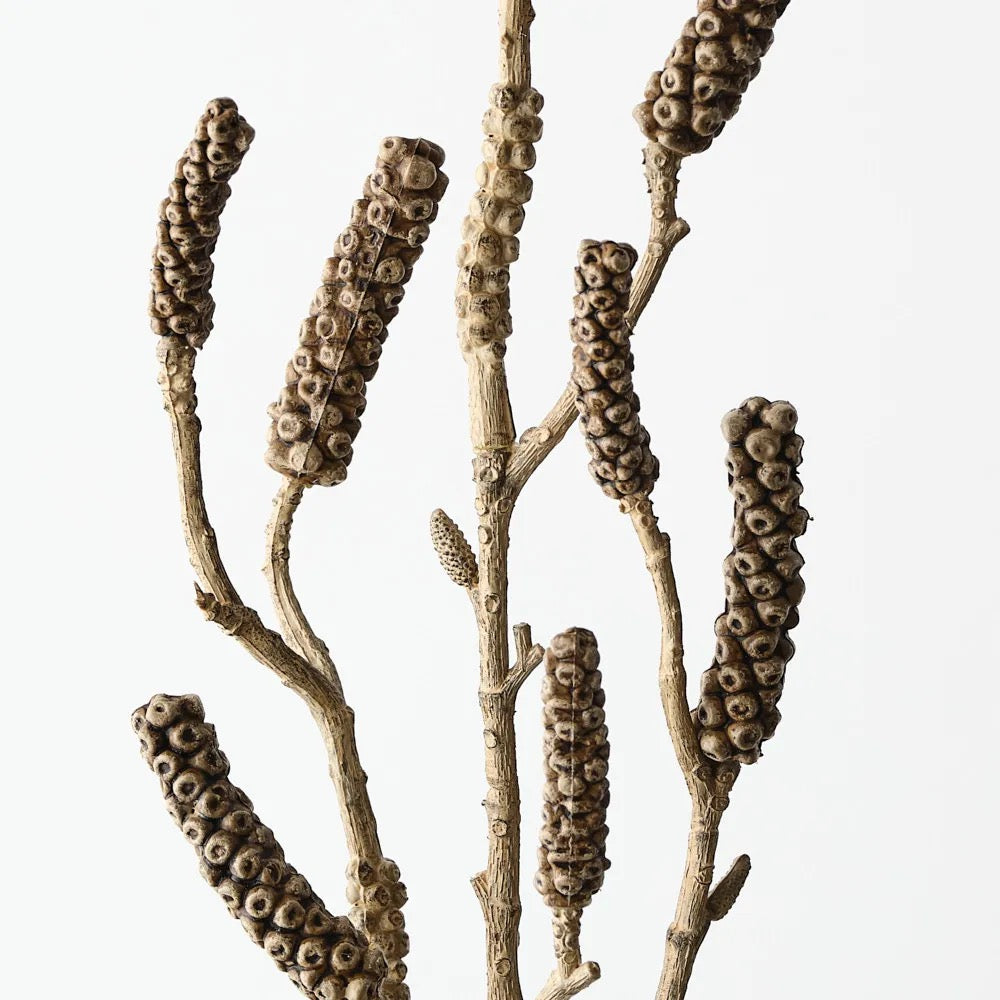 Bottlebrush Pod Spray