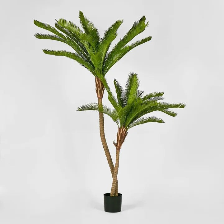 Cycus Palm 1.5M