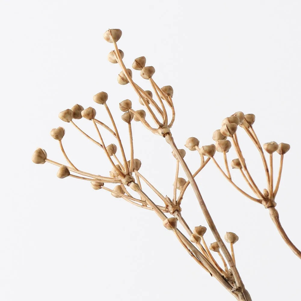 Talinum Seed Spray