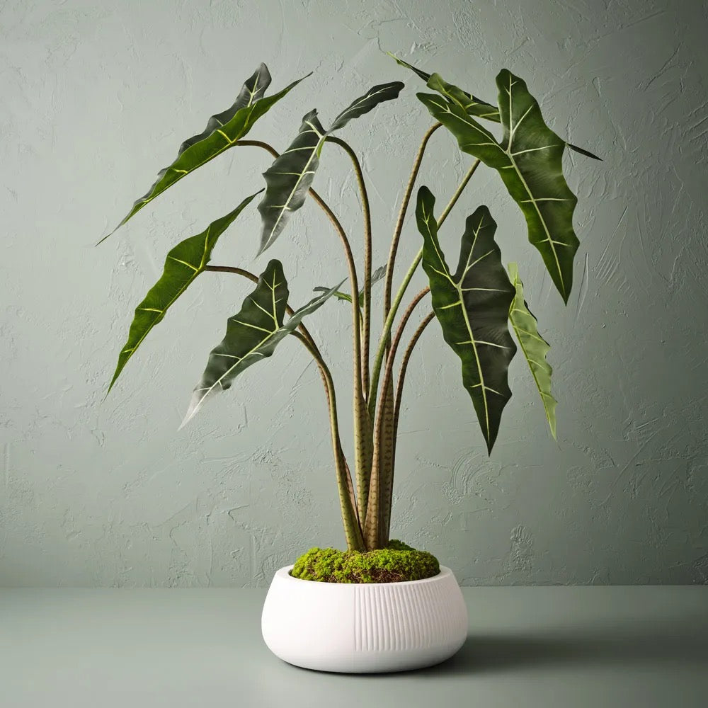 Nejalo Dune Pots