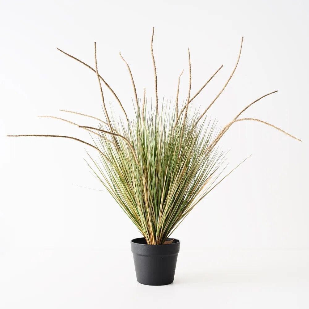 Cattail Grass Plant