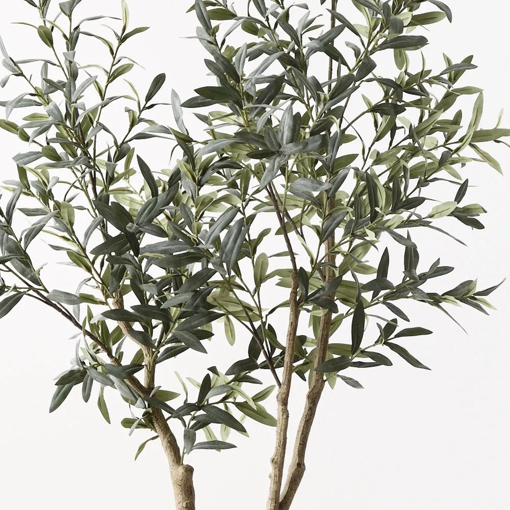 Olive Tree