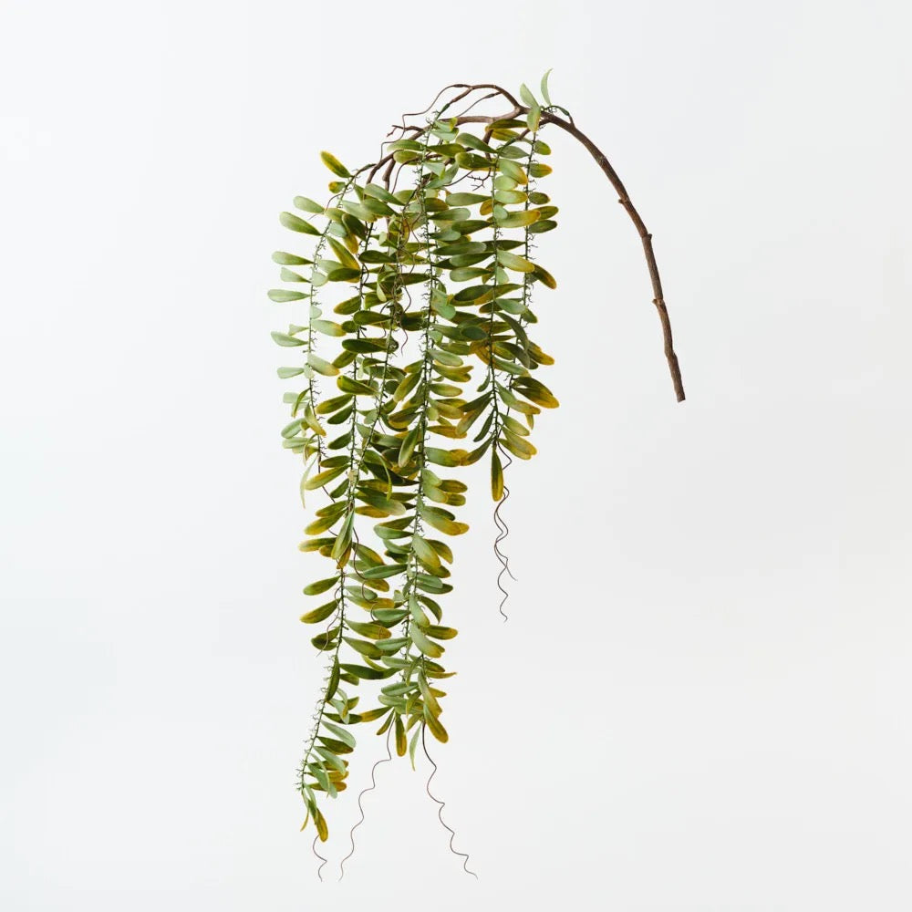Acacia Leaf Hanging Bush