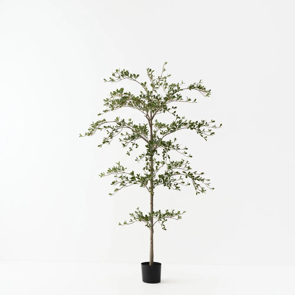 Black Olive Tree