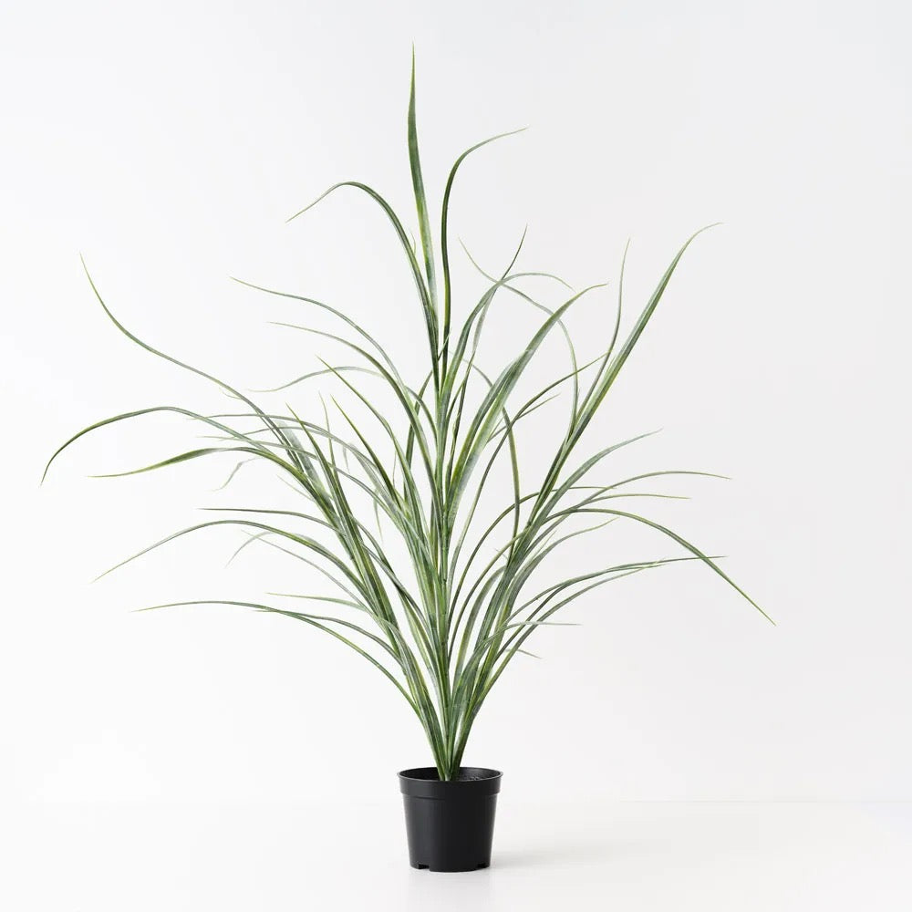 Grass Plant
