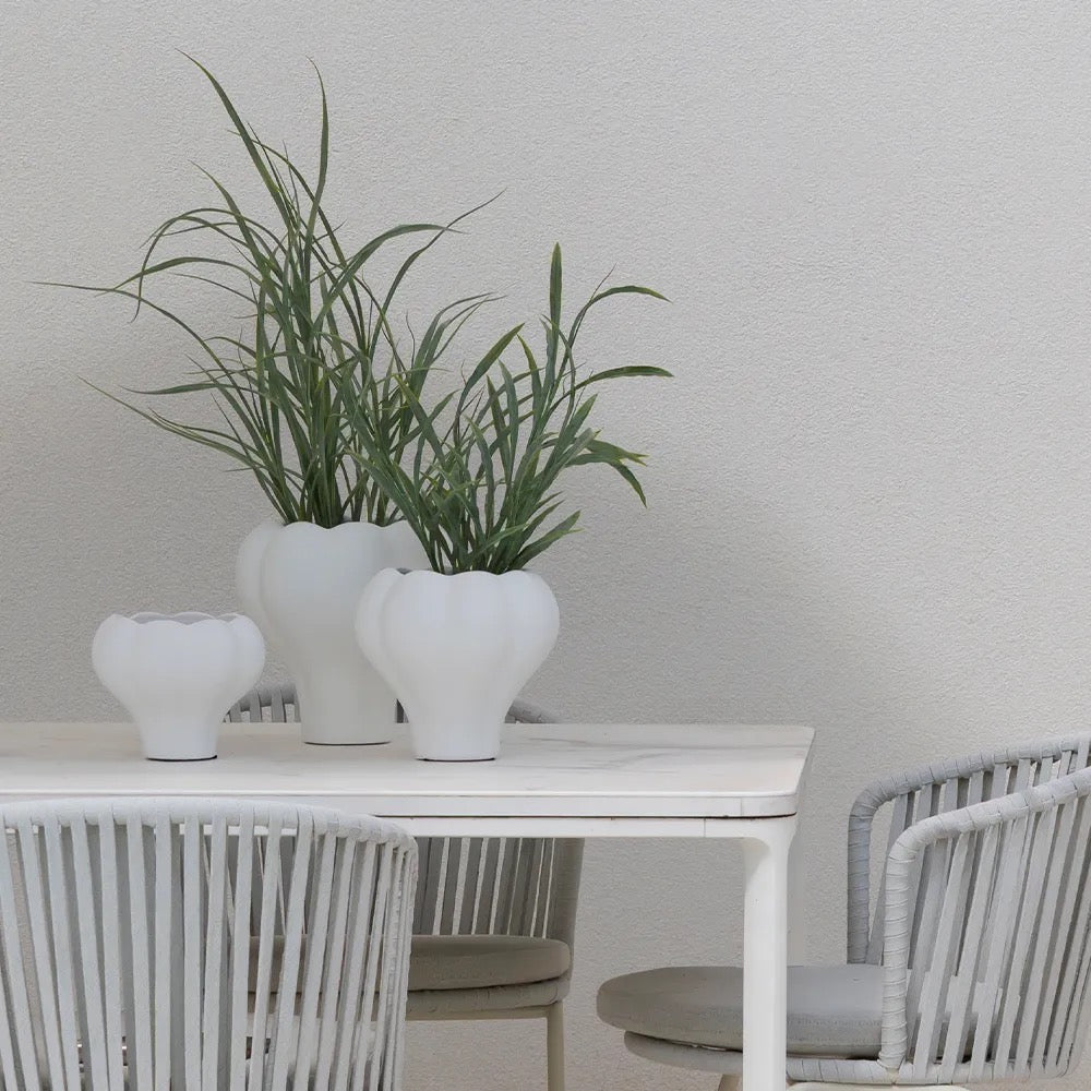 Grass Plant