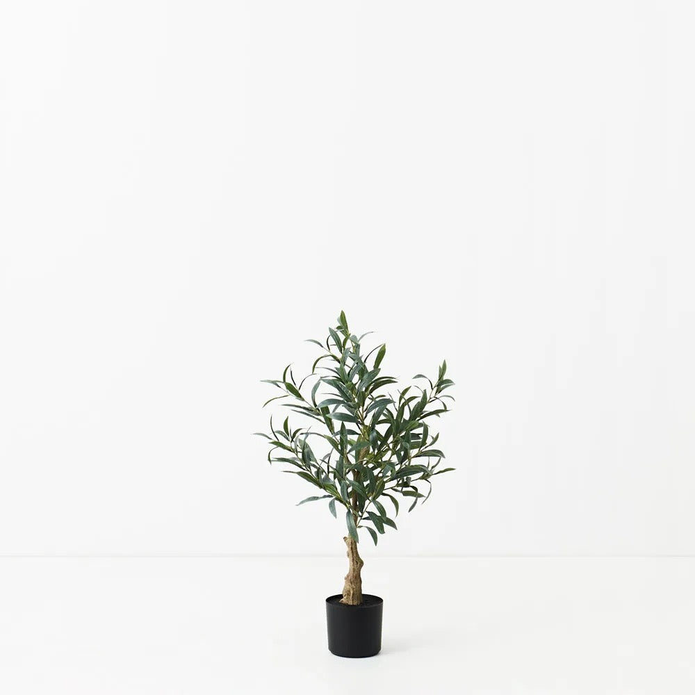 Olive Tree 70cm