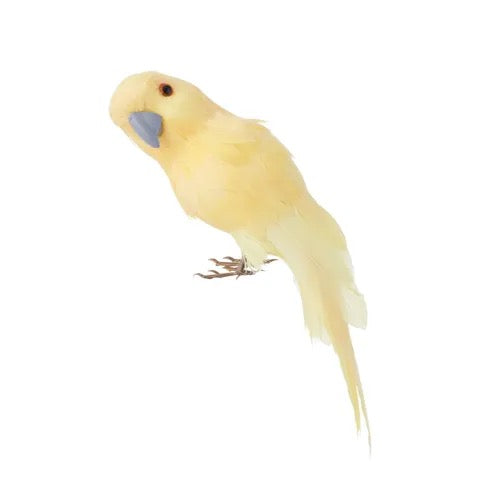 PARAKEET