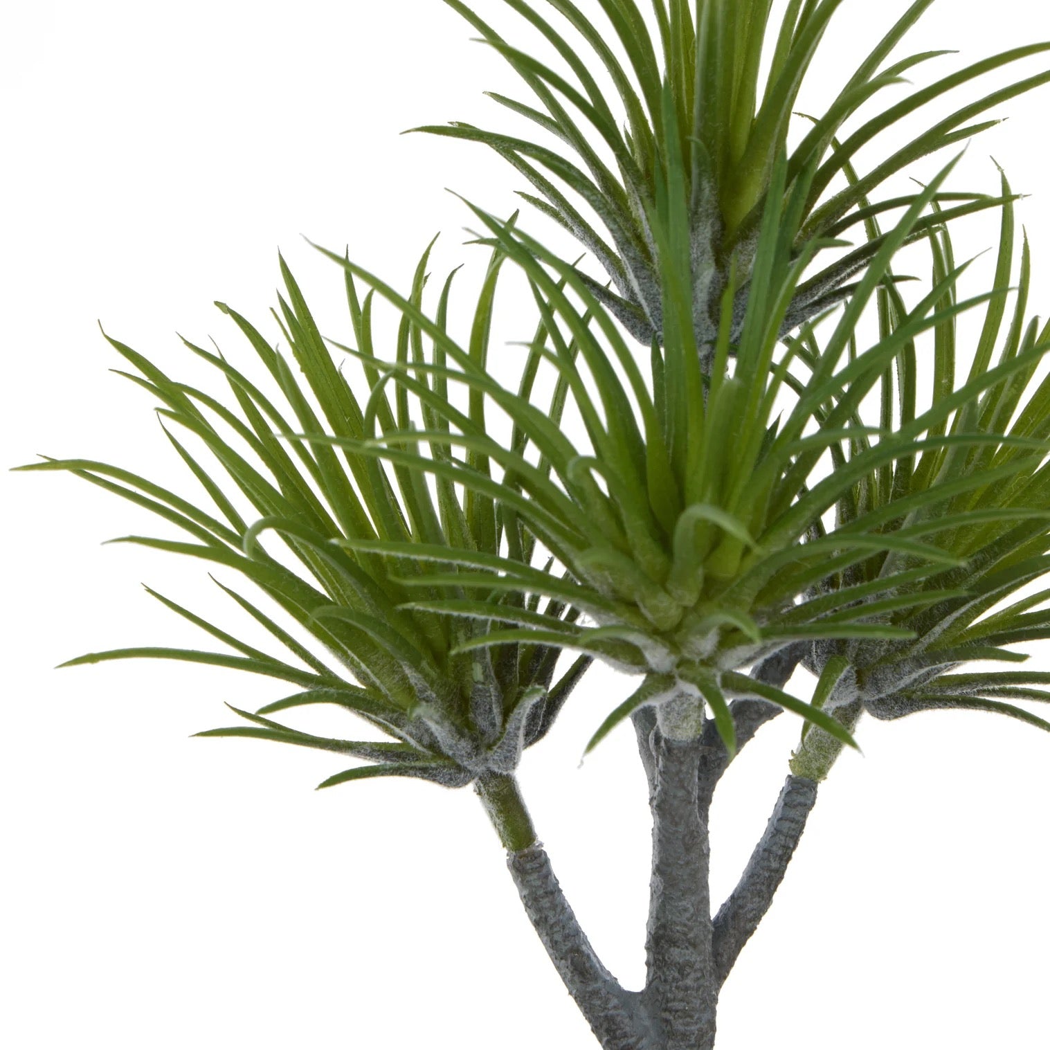Air Plant Spray Green