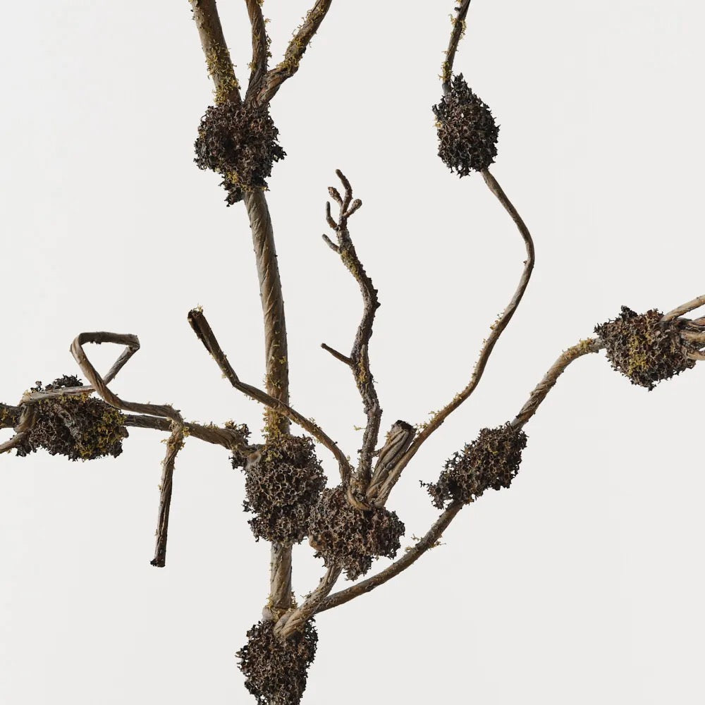 Twig Moss Branch