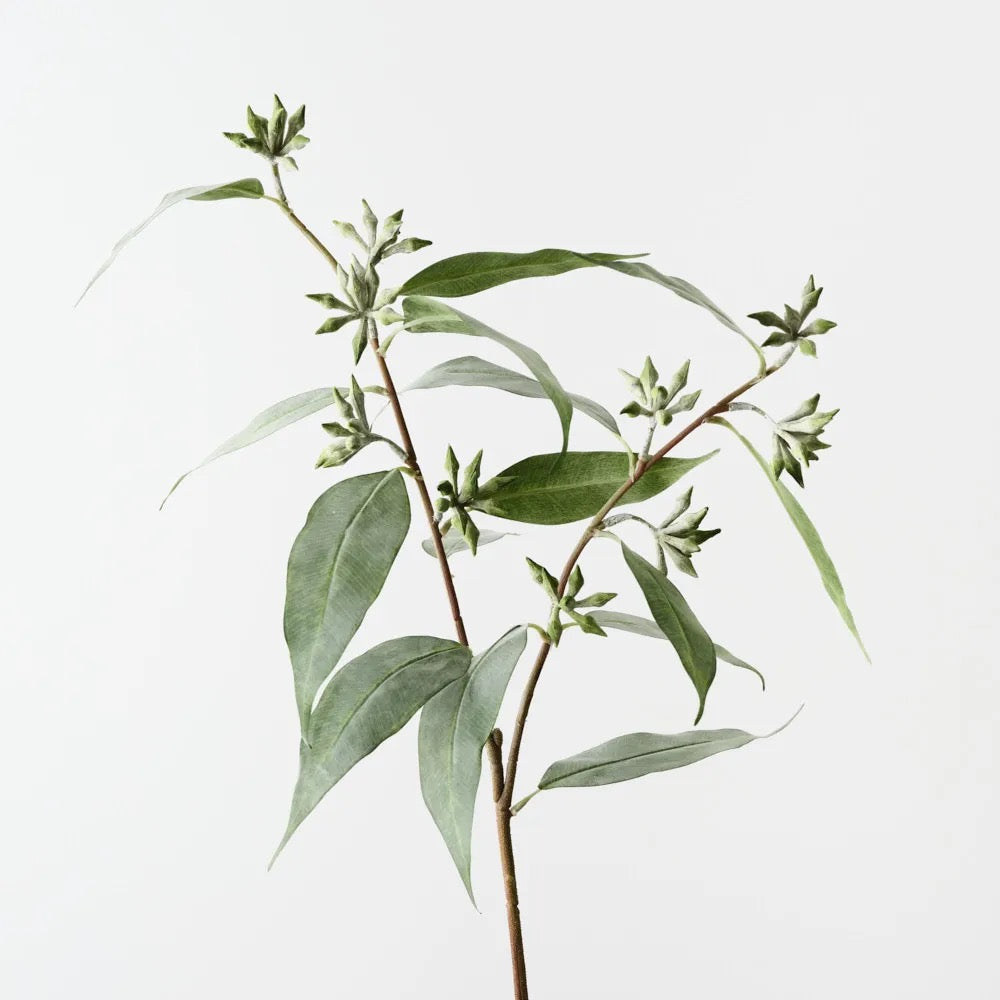 Eucalyptus Seed Spray