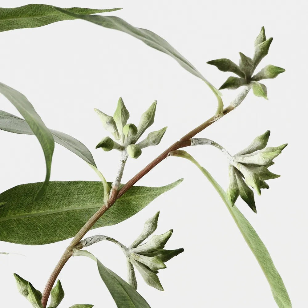 Eucalyptus Seed Spray