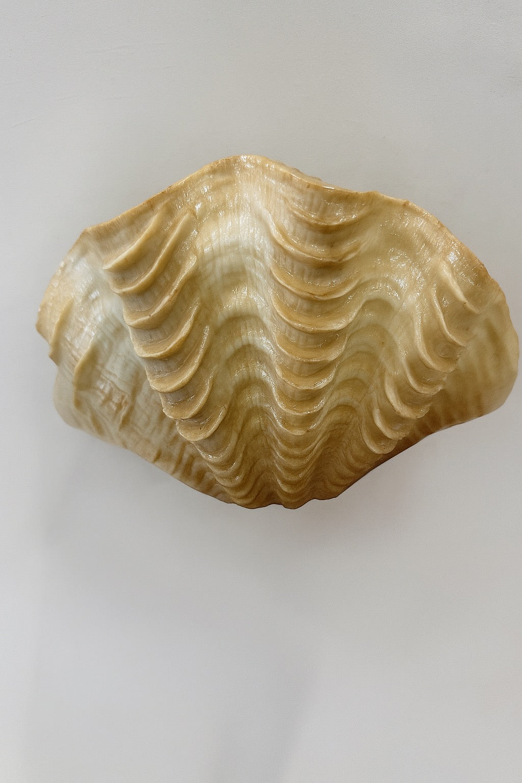 Resin Clam Shell