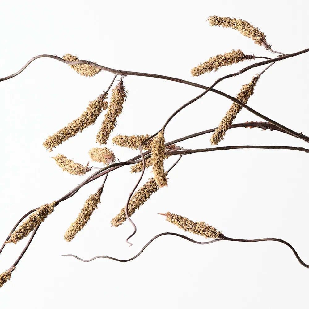 Amaranthus Spray