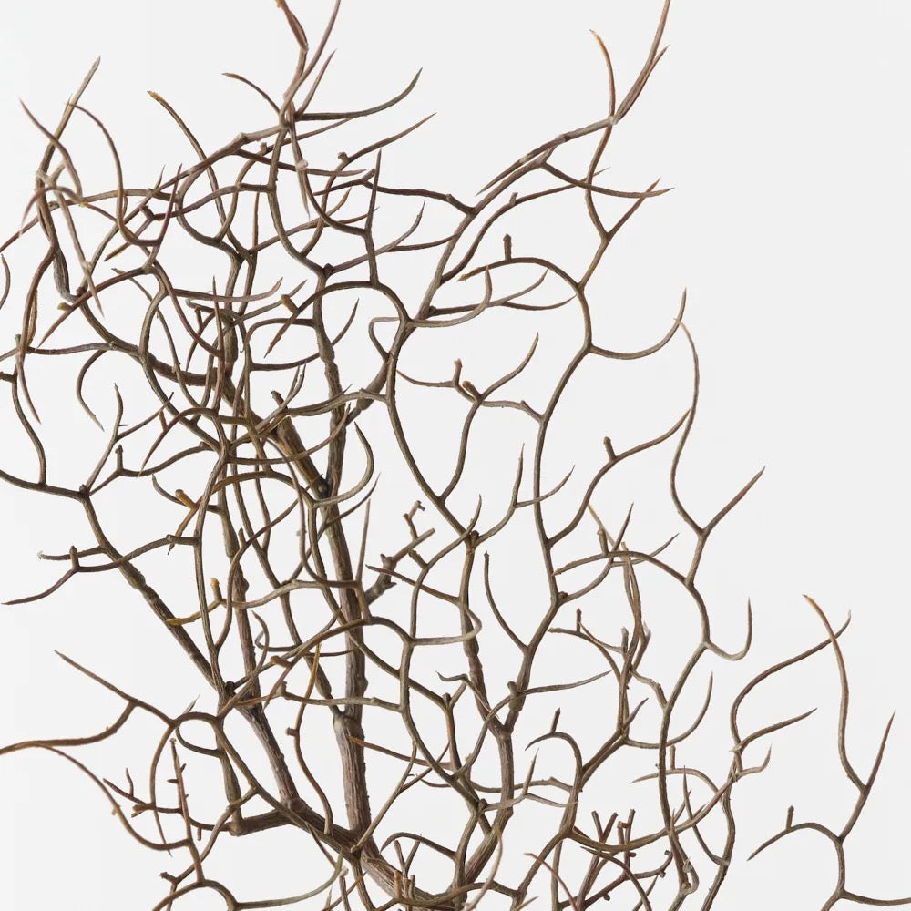 Twig Curly Spray