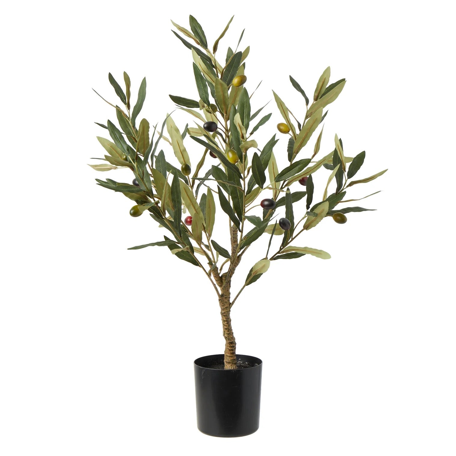 Rogue Olive Tree Green