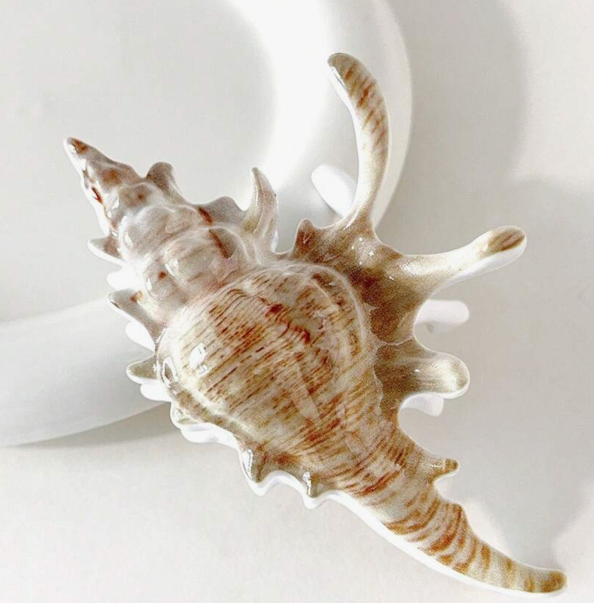 Shell Claw Clip