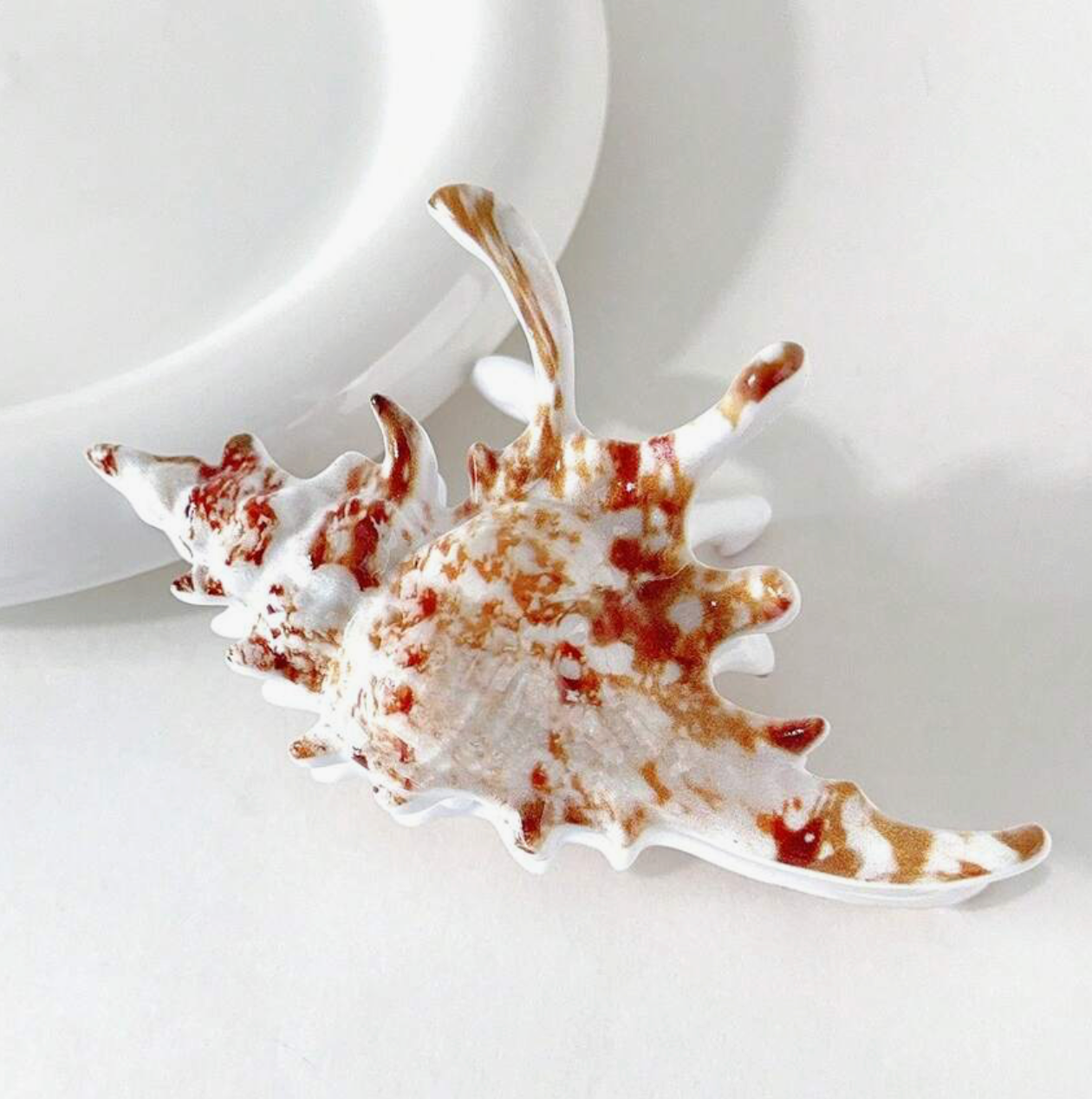 Shell Claw Clip