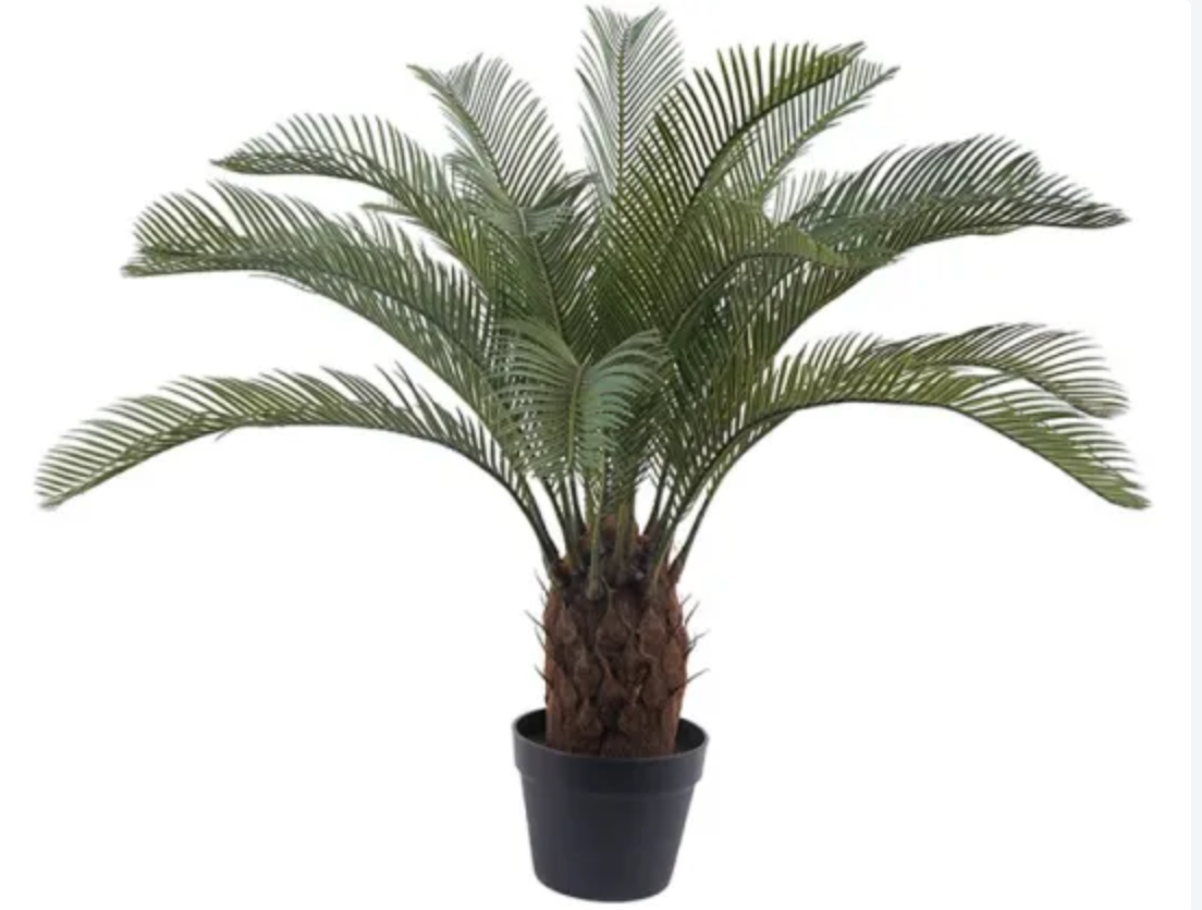 CYCAS ARTIFICAL